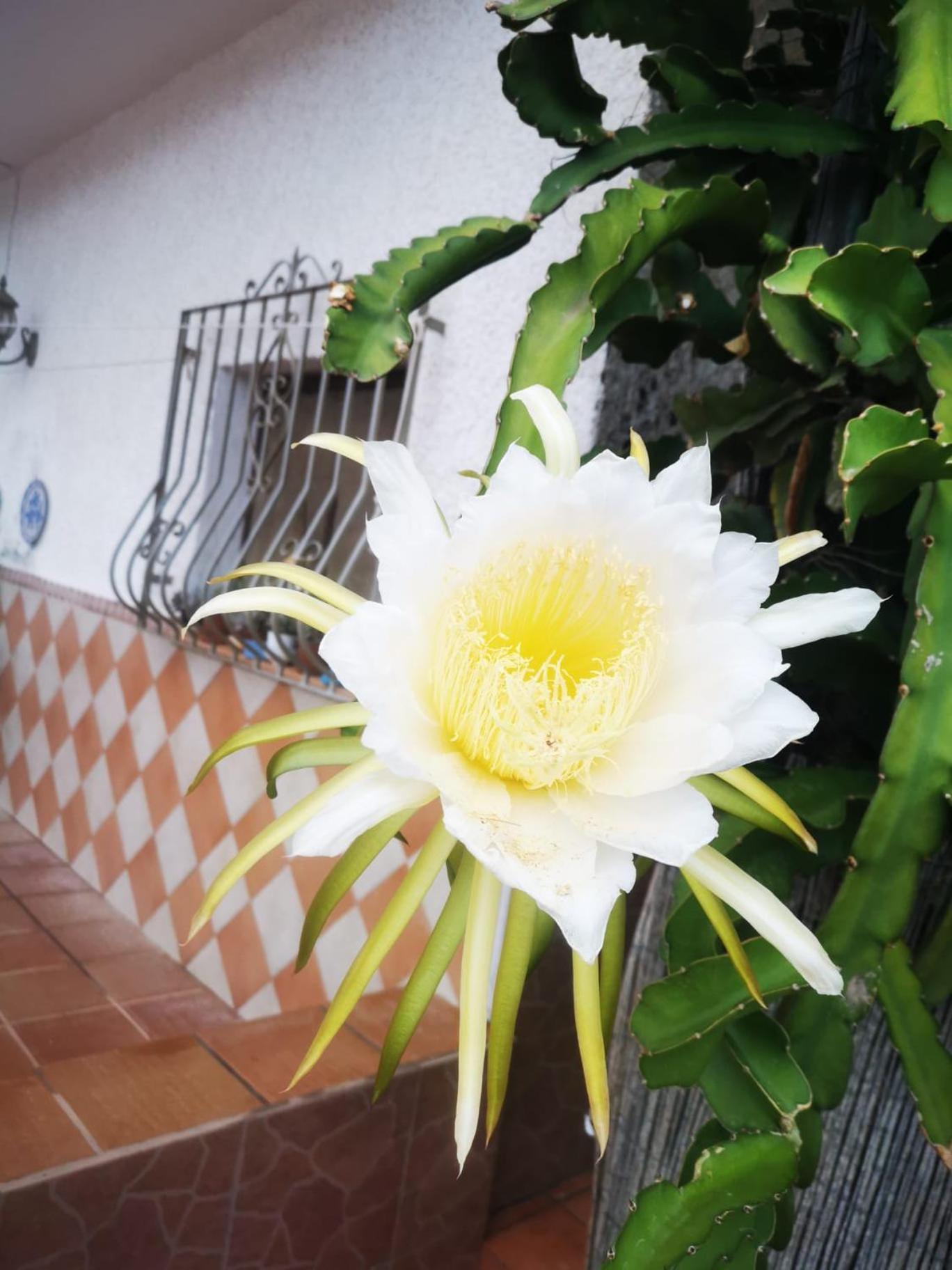 Vivienda Rural En Cabo De Gata Apartment El Pozo de los Frailes Exterior photo